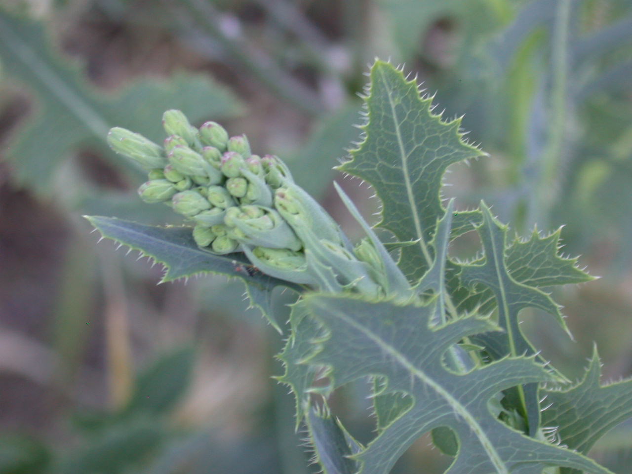 Lactuca sativa subsp. serriola / Lattuga selvatica